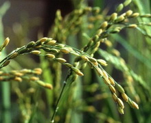 Площі рису на крапельному зрошенні в Україні можуть досягнути 200 тис. га